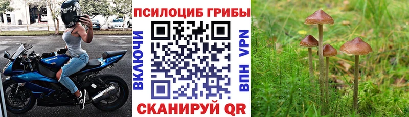 Псилоцибиновые грибы мицелий  Волжск 
